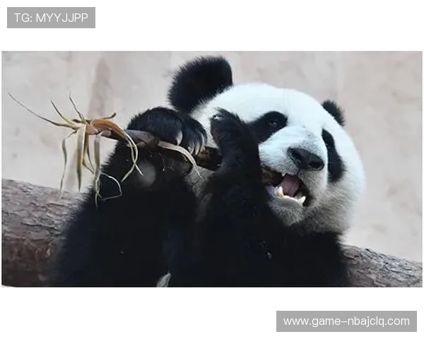 熊猫体育直播平台的多屏互动功能详解，提升你的观看体验